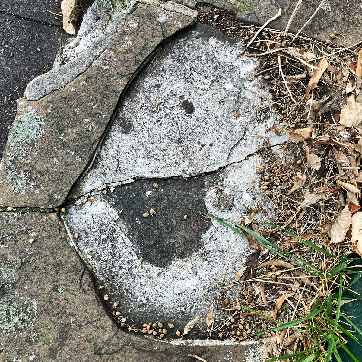 JUNI/AUG  |  See Faces